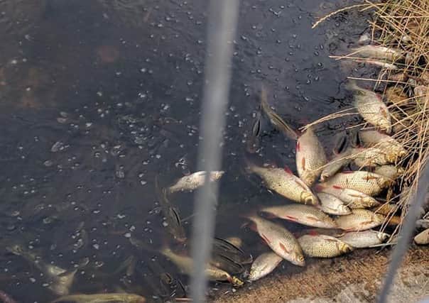 A number of fish casualties at Brooklands Lake, picture by Lorraine Pollard SUS-180730-145907001
