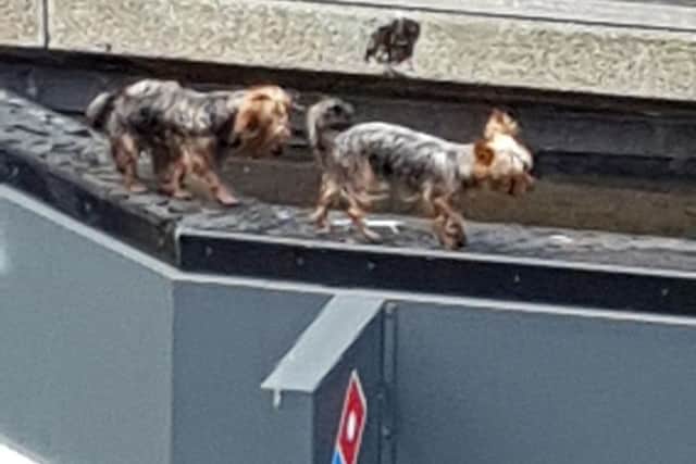 Standing on the edge...The dogs teetering on a ledge above Domino's