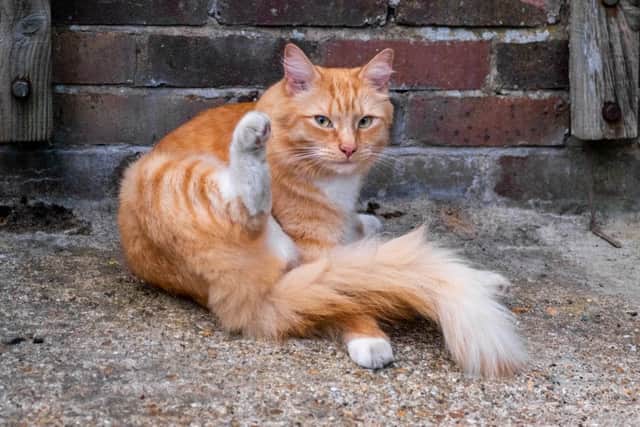 Guy said this ginger cat was a 'real poser' (Photograph: Guy Wah)