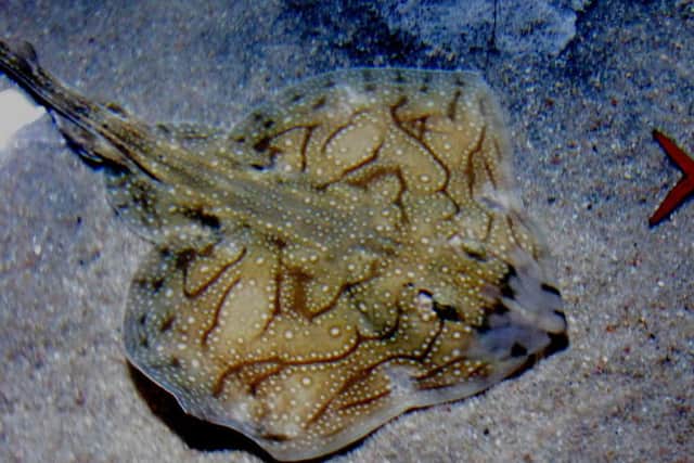 An undulate ray. Picture via Wikimedia Commons