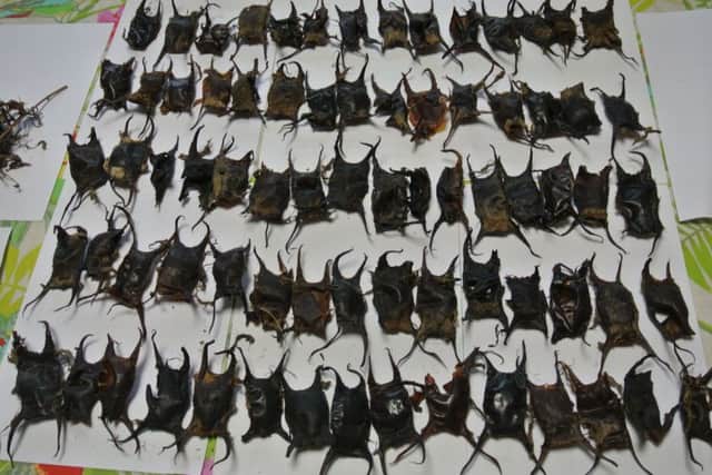 Some of the undulate and thornback ray cases found by Ange Rawlings and John Richardson