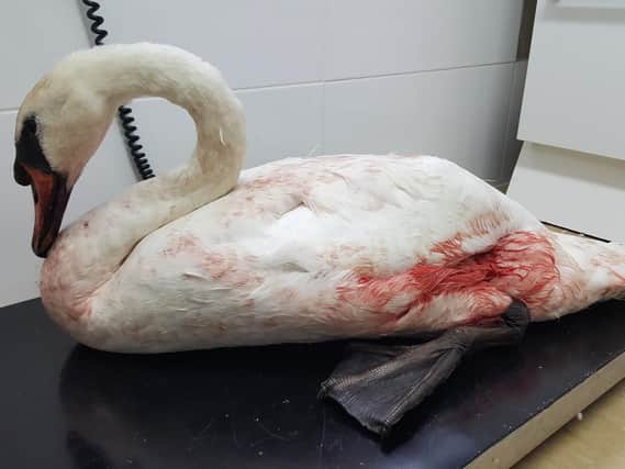 Injured swan rescued from Princes Park
