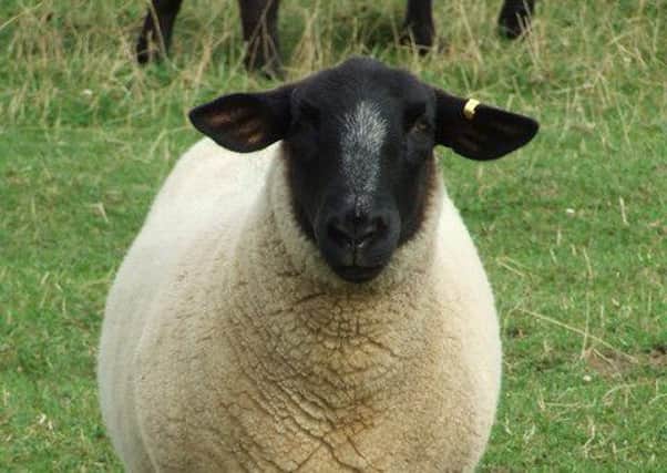 100 sheep have been stolen from a Hailsham farm