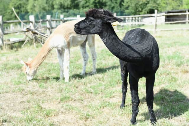 Alpaca suffers '˜brutal attack' on Haywards Heath farm