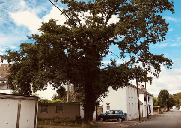 The lone oak in Selborne Road