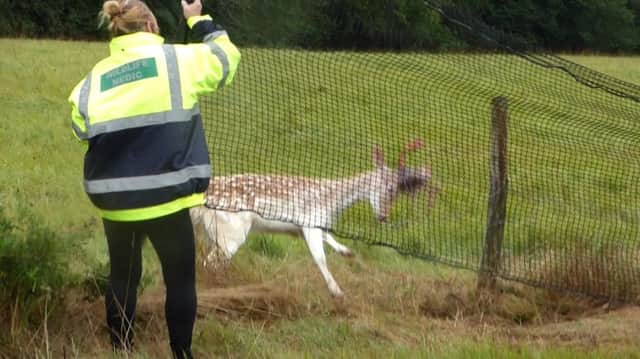The fallow buck was frantically struggling to get free