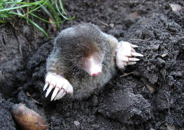 Moles have been suffering during the prolonged heatwave, according to the Sussex Wildlife Trust