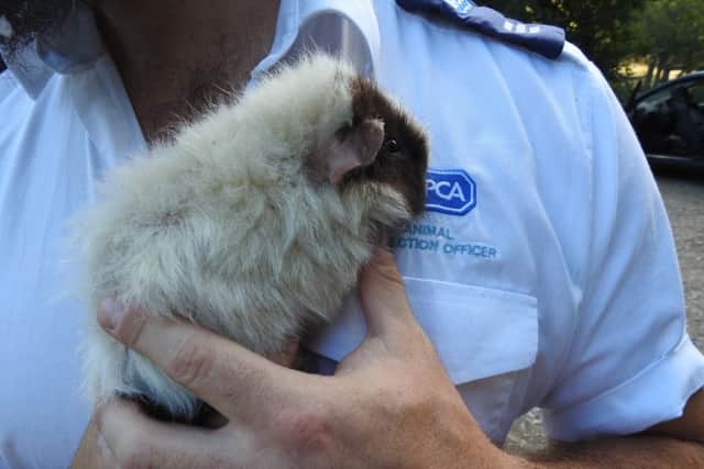 One of the dumped guinea pigs. Photo: RSPCA