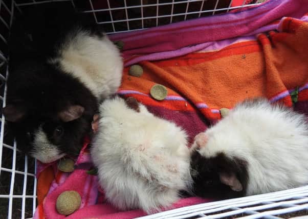 The dumped guinea pigs. Photo: RSPCA