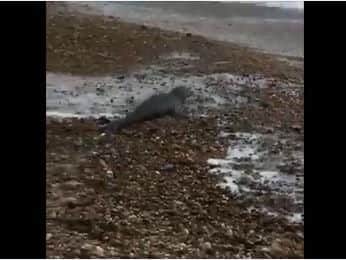 Baby seal playing on Shoreham Beach