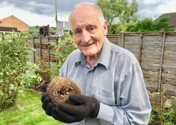 David Clapp, 72, with one of the hedgehogs he looks after in his back garden in Palmer Road, Angmering