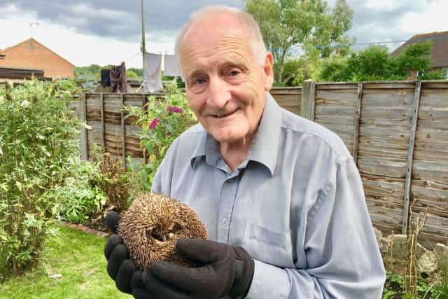 David Clapp, 72, with one of the hedgehogs he looks after in his back garden in Palmer Road, Angmering