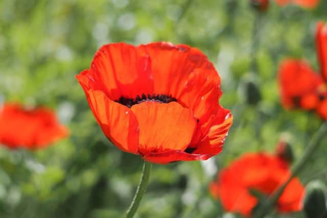 Beautiful red poppy flower on green natural background SUS-181207-122413001