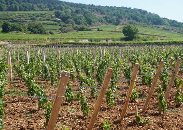 Vineyard replanting in Santenay