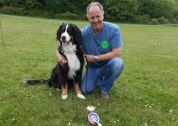 Past best in show winner Shelby the Bernese mountain dog