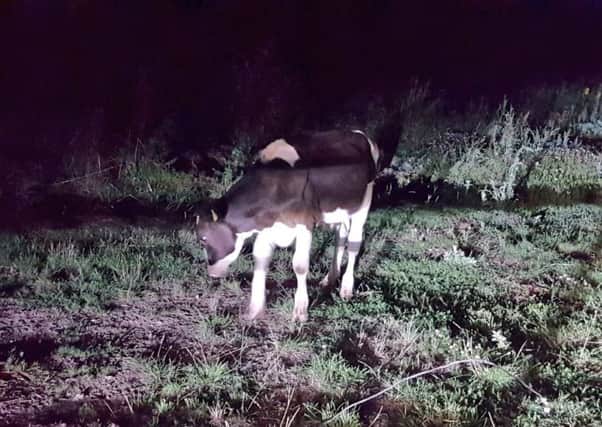 Cows escaped from a field in Chilgrove, West Sussex. Picture: Sussex Roads Police