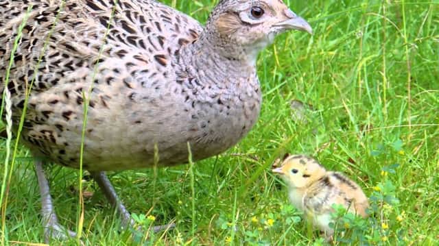 A pheasant chick with its mother