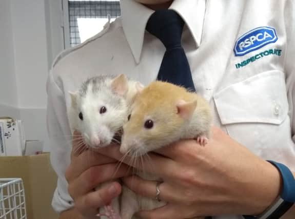 The pet rats found dumped outside a shop in Brighton