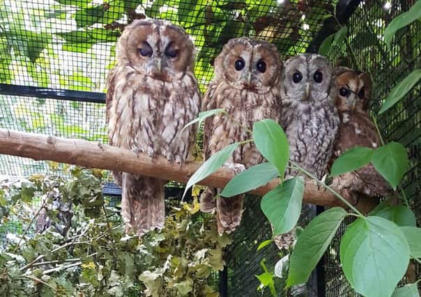 Our tawny owls ready for release SUS-180829-090833001
