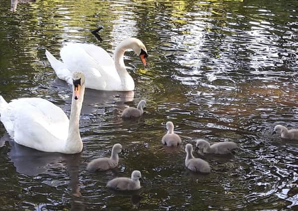 New arrivals at Hampden Park, a family of swans, taken by Sue Brookhouse. SUS-170518-091620001