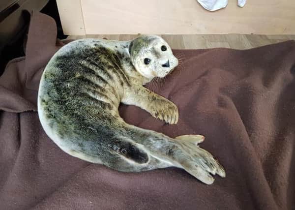 The seal was rescued from an Eastbourne beach, photo by WRAS