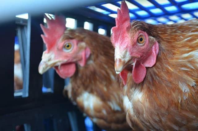 Rescue chickens saved by Fresh Start For Hens