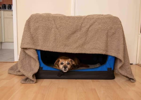 Dogs can become worried during fireworks but training can help them deal with their fears. Picture: James Lincoln