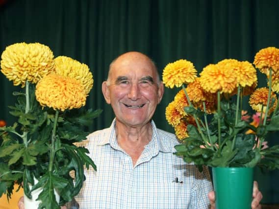 DM1892107a.jpg Goring Gardening Society autumn show. Ron Sullivan 1st Chrysanthemums. Photo by Derek Martin Photography