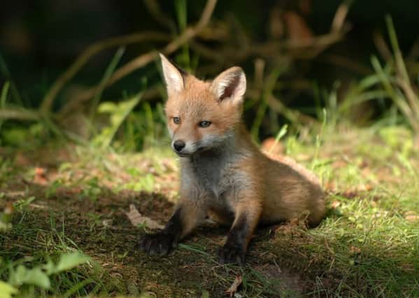 Fox cubs are being hunted illegally