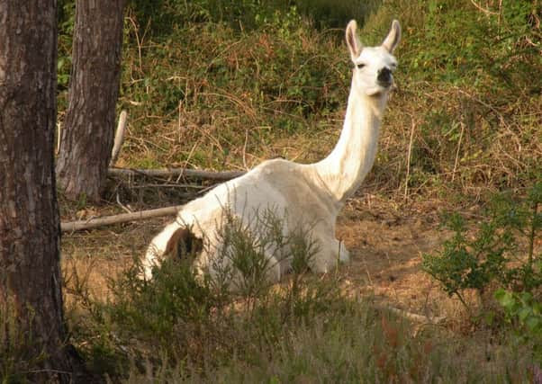 This llama was photographed in Owlbeech Woods in Horsham ... Have you seen any in Rudgwick?