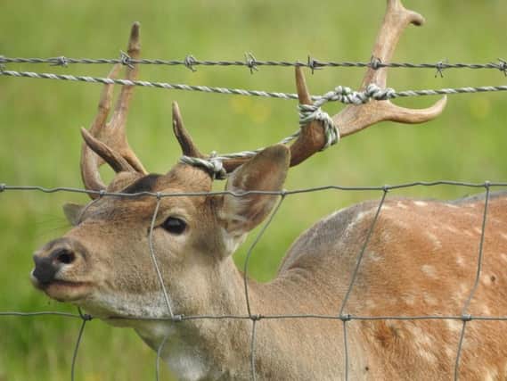 An RSPCA officer came to the rescue of a stricken stag at Rowfant, near Crawley.