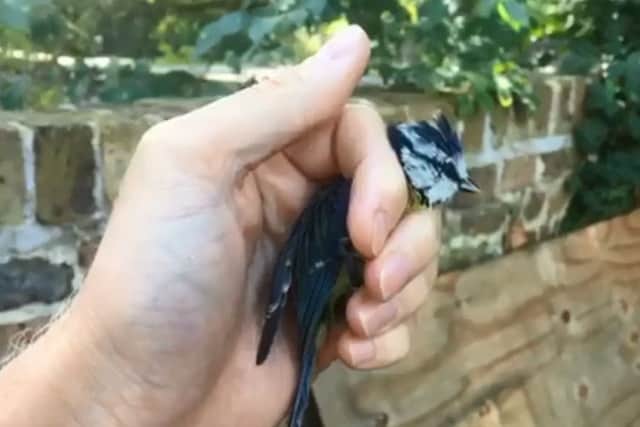 Blue tit released by wildlife teams