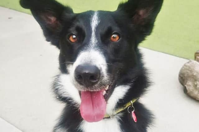 Football fanatic Rufus is looking for a loving home