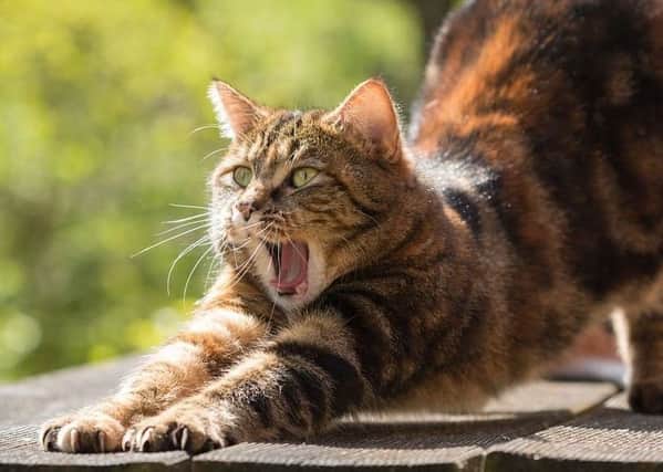 A Worthing veterinary group has joined an investigation into 'horrific cat killings' it claims have occurred across the South East