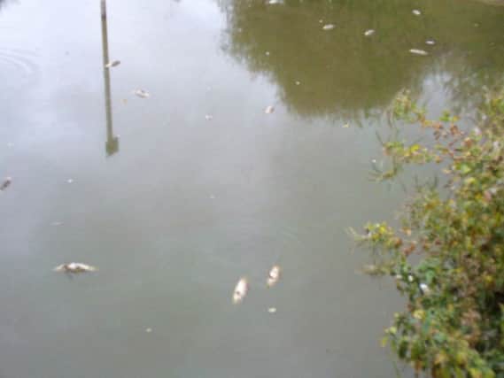 Michael Haffner took this photograph on September 20 2018 of more than 20 dead fish floating in Westham Pond SUS-180920-160018001
