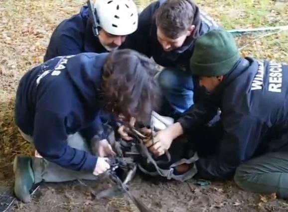 Wildlife rescuers cut a trapped deer from an electric rope fence