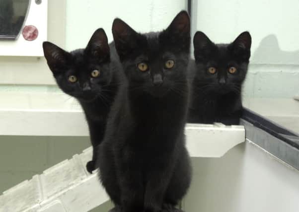 Black cats at Bluebell Ridge SUS-180210-113213001