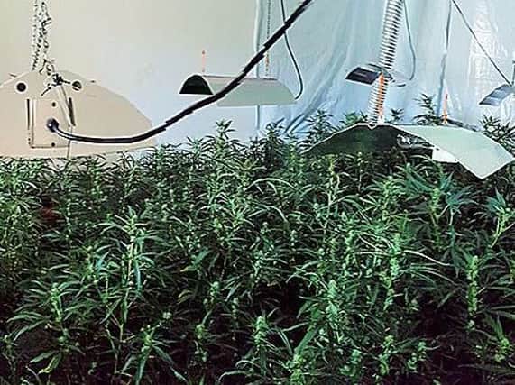 Cannabis plants seized in police flat warrant