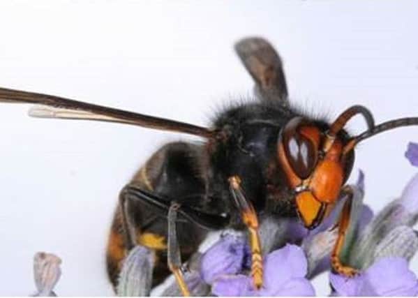 Correct image of Asian Hornet. Picture by Jean Haxaire from NNSS