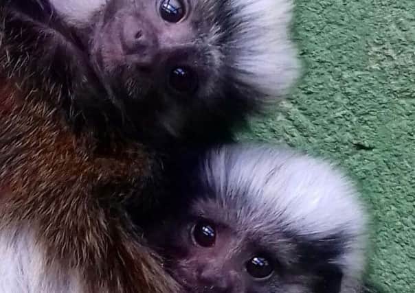 Drusillas monkey twins SUS-180210-103125001