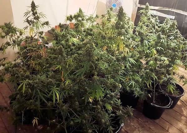 Cannabis plants discovered in the Billingshurst raid