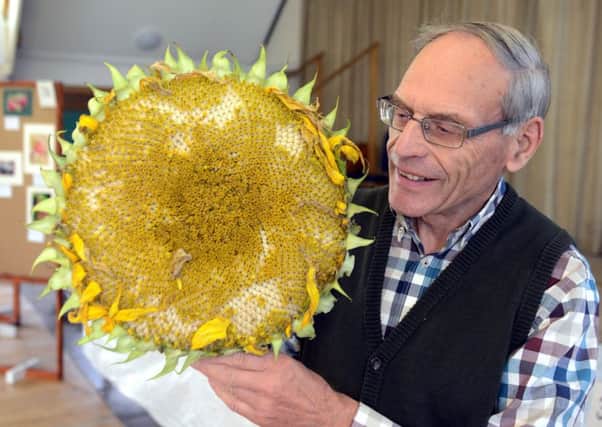 David Donovan with his prize-winning sunflower head, an entry in the novelty section. Pictures: Kate Shemilt ks180488-5
