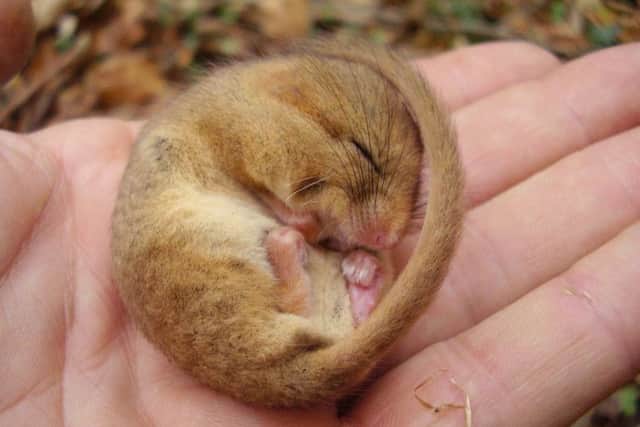 A hazel dormouse found in Tortington Common as part of the survey