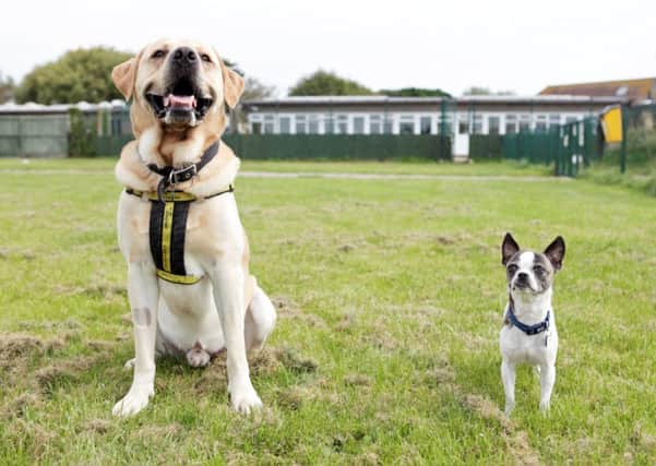 Jack with golden labrador Ramsey at Dogs Trust Shoreham