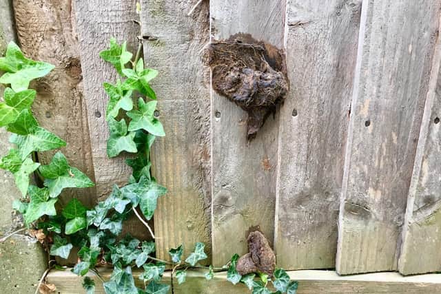 One of the offending dog droppings, smeared on a fence