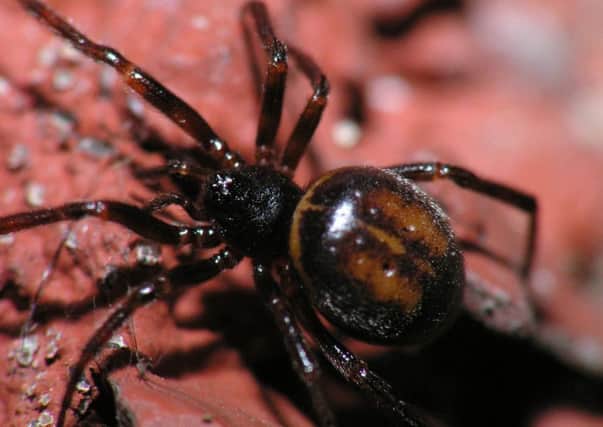False Widow Spider SUS-180510-085116001