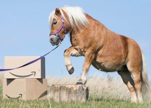 CrÃ¨me Brulee the Shetland pony was chosen as the Face of Amazon Pets 2018