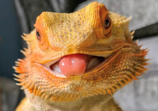 Bakana the bearded dragon, from Worthing, won the reptile category of the Face of Amazon Pets 2018 competition