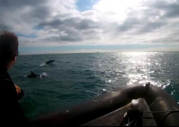 Dolphins have been spotted off the coast of Worthing and Lancing