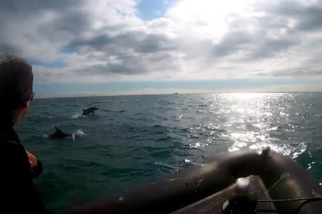 Dolphins have been spotted off the coast of Worthing and Lancing